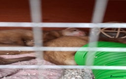 Ferret rodents for sale: 2 x male ferrets - Image 9