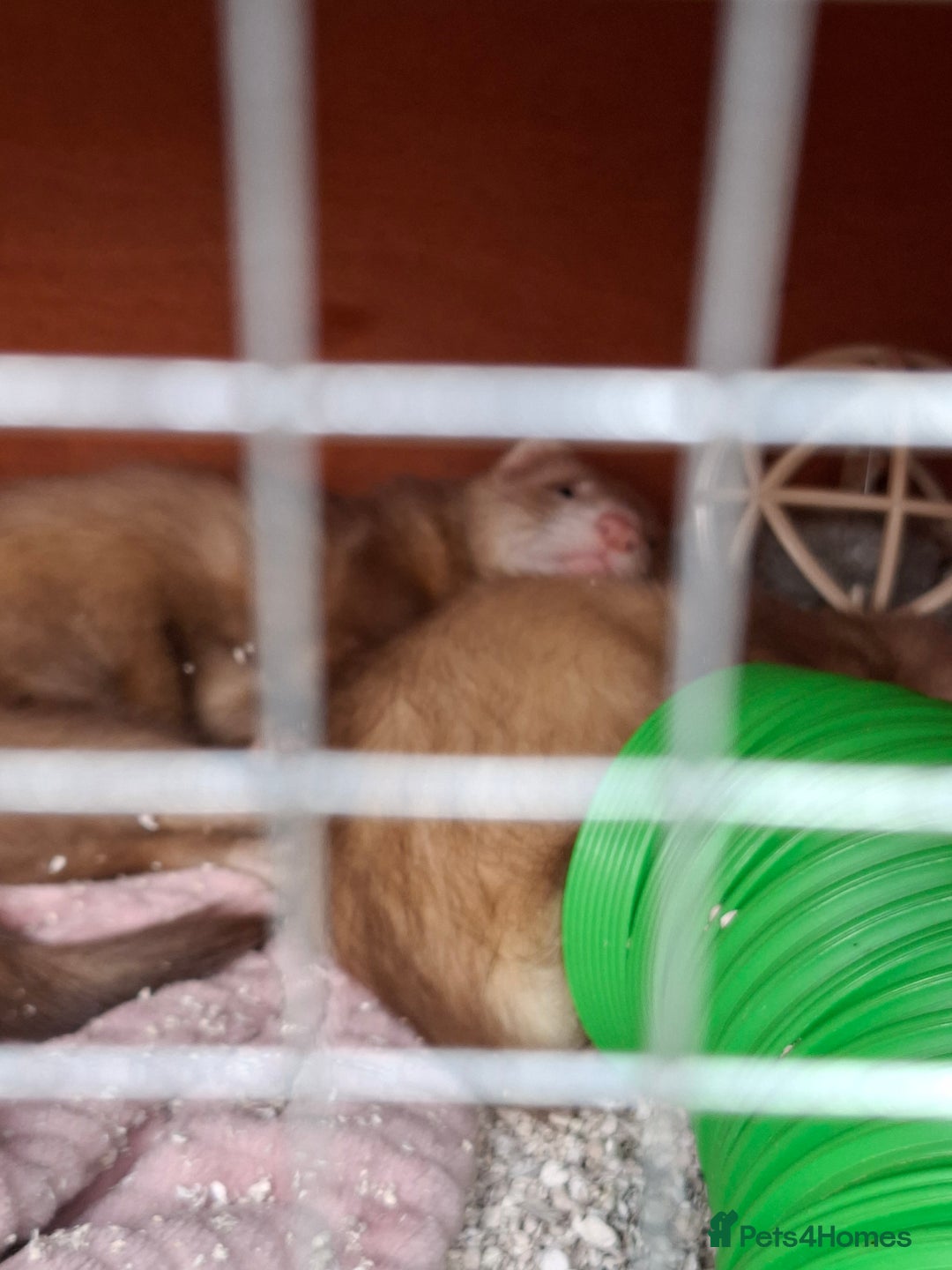 Ferret rodents for sale: 2 x male ferrets - Image 9