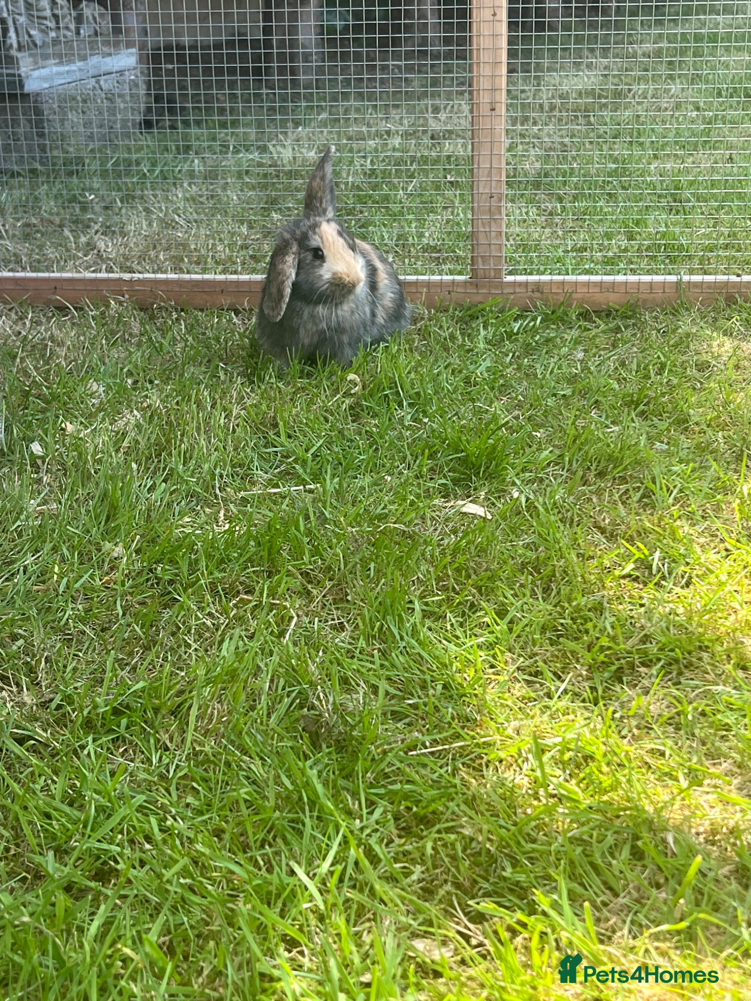 Mini Lop rabbits 4 x lops - Advert 2