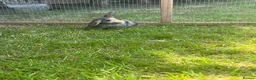 Mini Lop rabbits for sale: 4 x lops - Advert 2