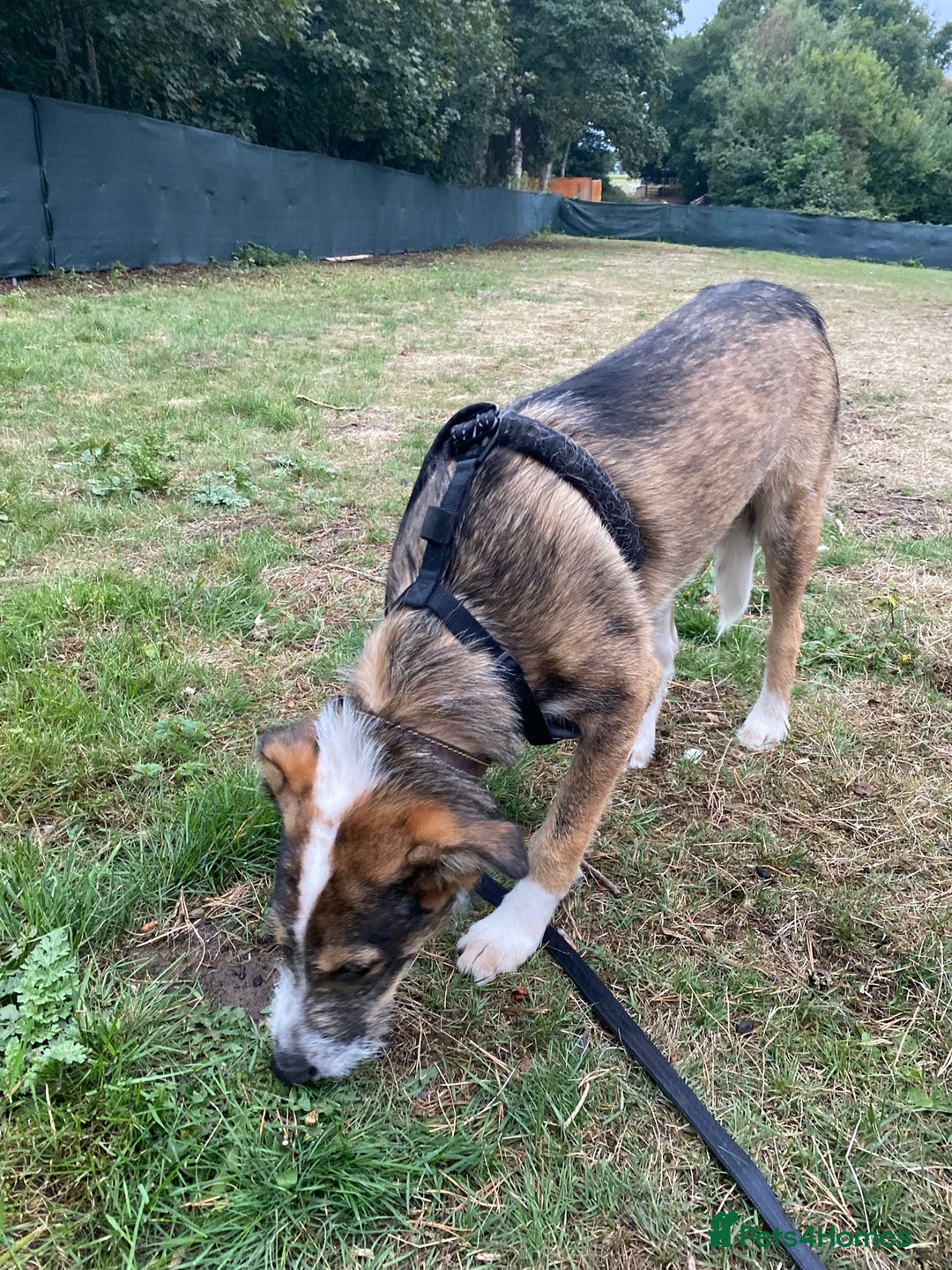 Mixed Breed dogs for adoption: 🐾💛 DIGBY – The Affectionate Big Softie! 💛🐾 - Advert 7