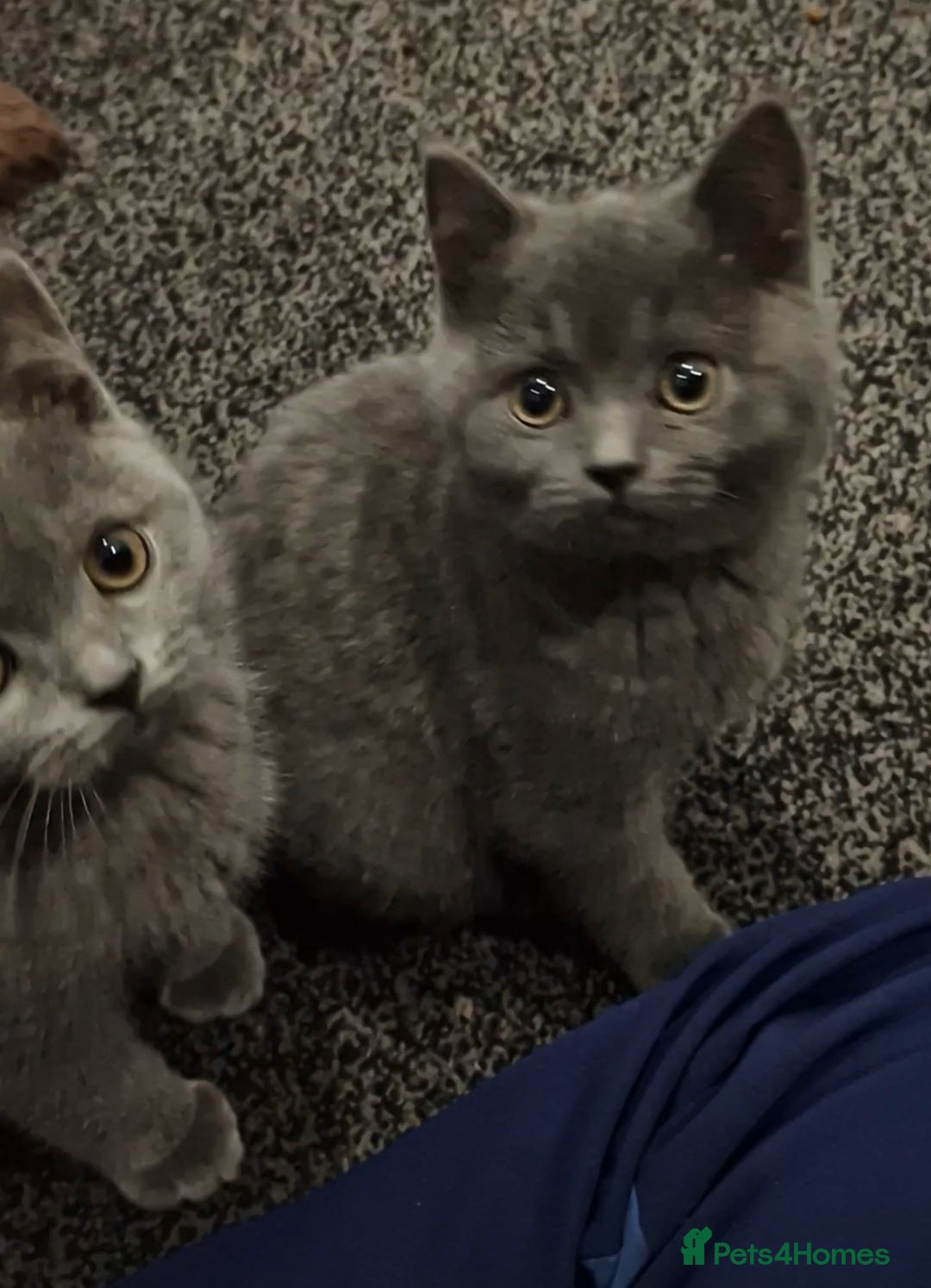 British Shorthair cats for sale: 2 Male British Shorthair Kittens For Sale! - Advert 3