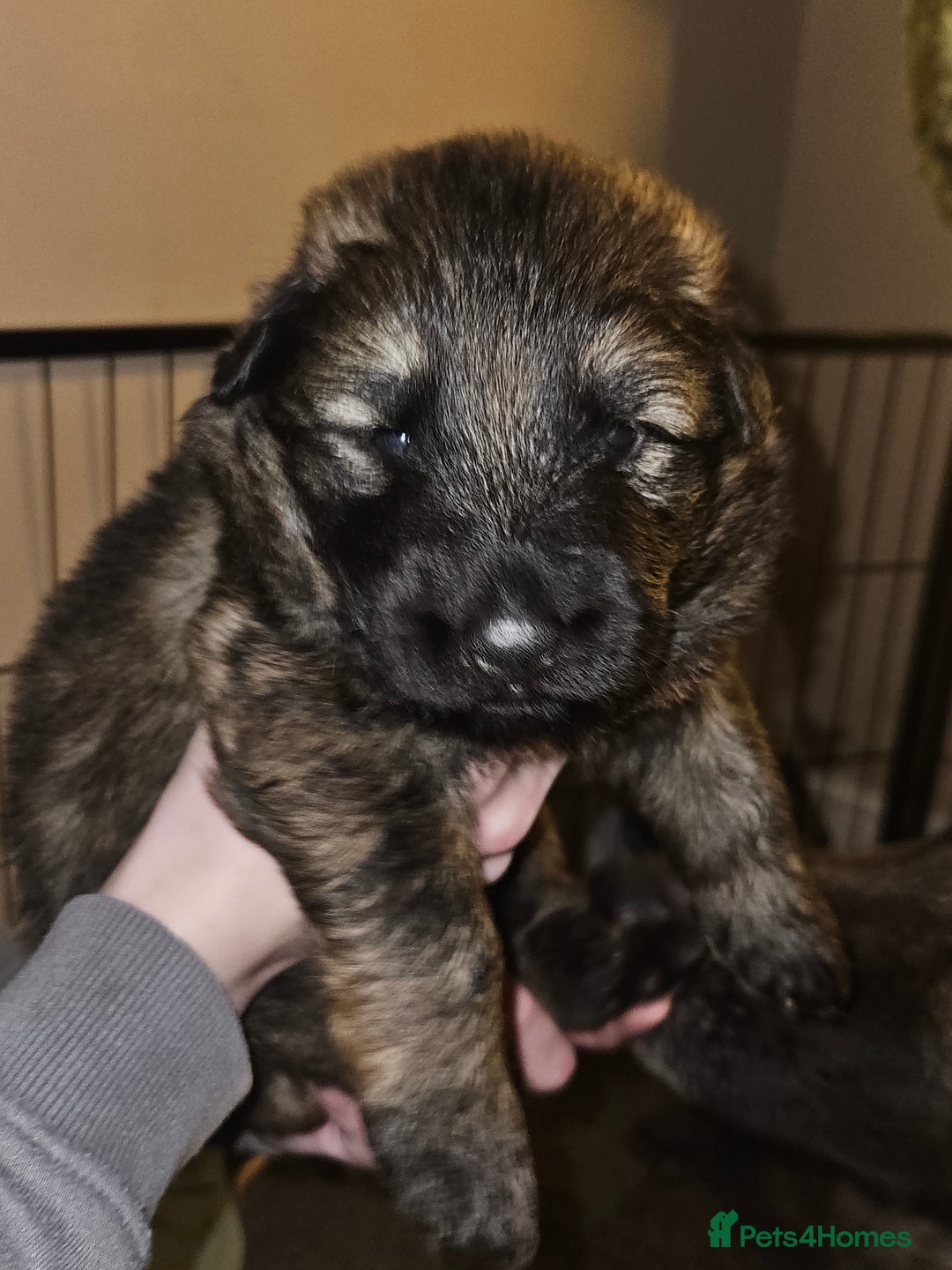 German Shepherd dogs for sale: 5 gorgeous german shepherd puppies for sale  - Advert 15