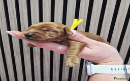 Cavapoo dogs for sale:  🐕Ruby Cavapoo Toy F1bb 🧸DNA tested🧸 - Image 37