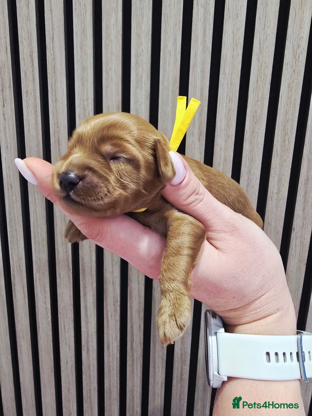 Cavapoo dogs for sale:  🐕Ruby Cavapoo Toy F1bb 🧸DNA tested🧸 - Image 37