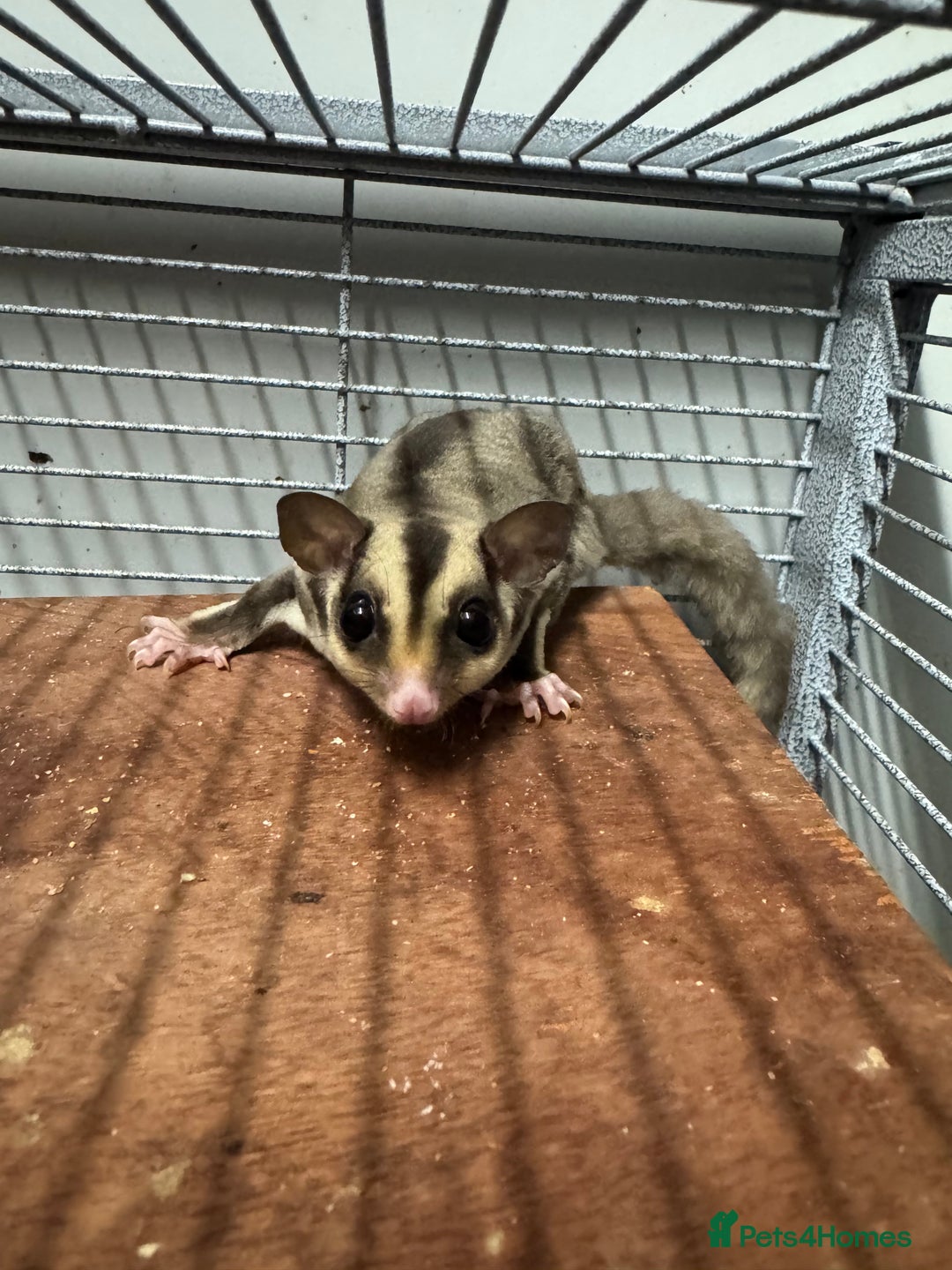 Sugar Glider rodents for sale: Baby gliders ready now  - Advert 5