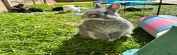 Netherland Dwarf rabbits for sale: Netherland Dwarf Male available  - Advert 1