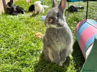 Netherland Dwarf rabbits Netherland Dwarf Male available - Advert 9