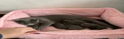 Russian Blue cats for sale: Top pedigree Instagram star Russian blue kittens - Advert 5