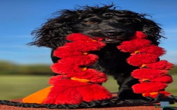 Cocker Spaniel dogs for stud: Working cocker at studs in Ashford - Image 20