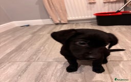 Labrador Retriever dogs for sale: Fabulous Labrador puppies  - Advert 23