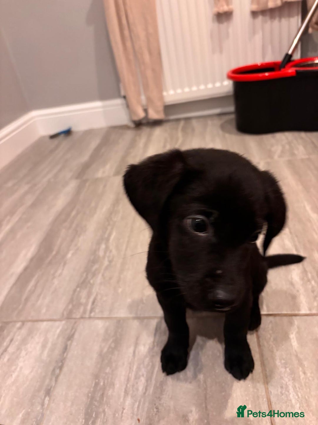 Labrador Retriever dogs for sale: Fabulous Labrador puppies  - Advert 23