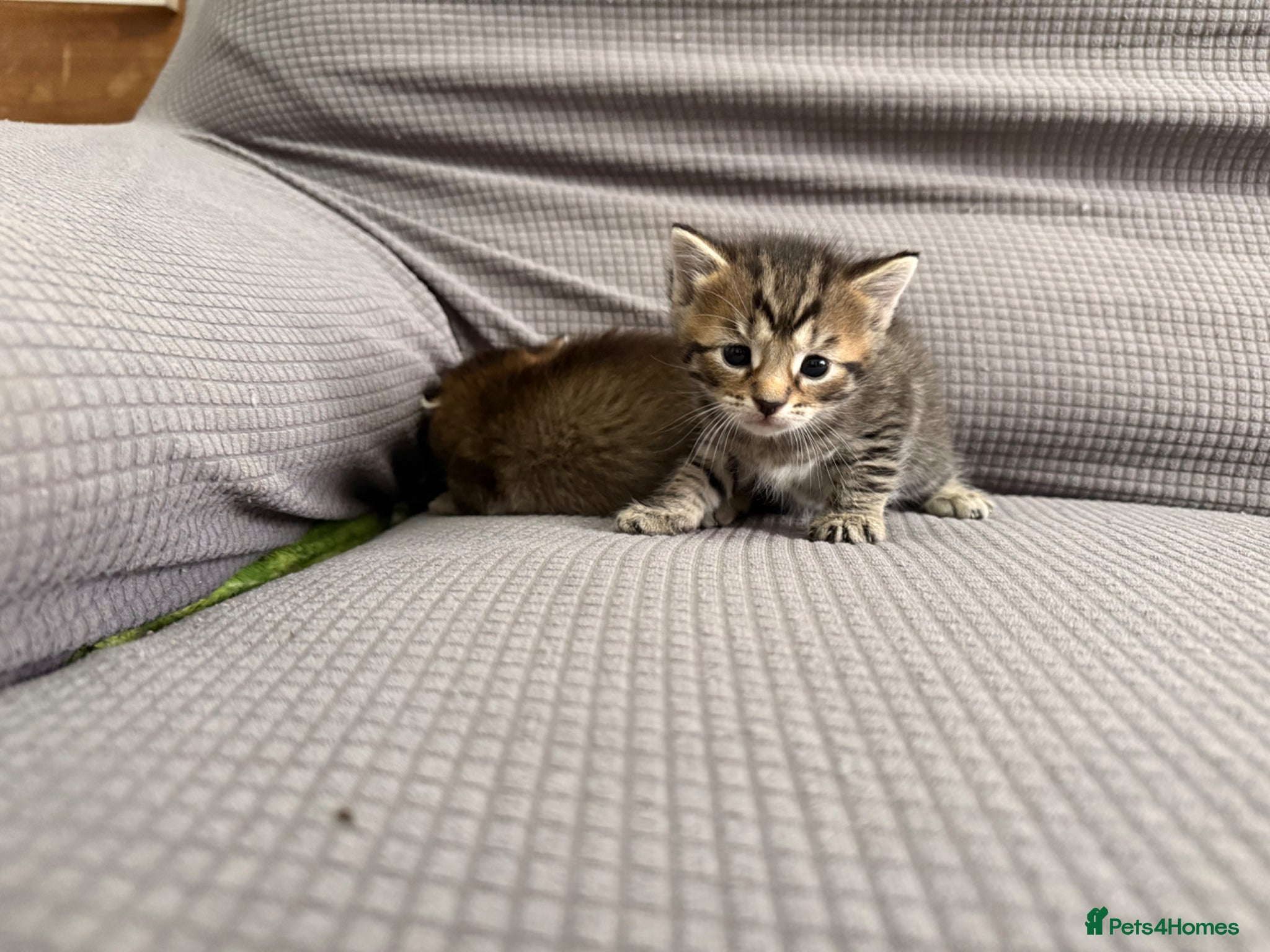 Mixed Breed cats for sale: Beautiful little kittens for sale - Advert 5