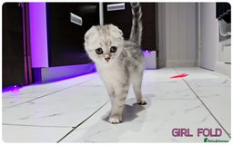Scottish Fold cats for sale: Scottish Fold Kittens ( Delivery  available) - Image 3