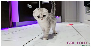 Scottish Fold cats - Advert 6