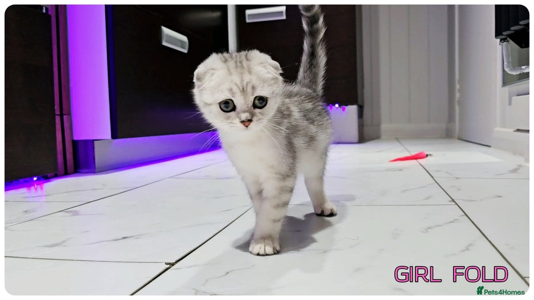 Scottish Fold cats for sale: Scottish Fold Kittens ( Delivery  available) - Image 3