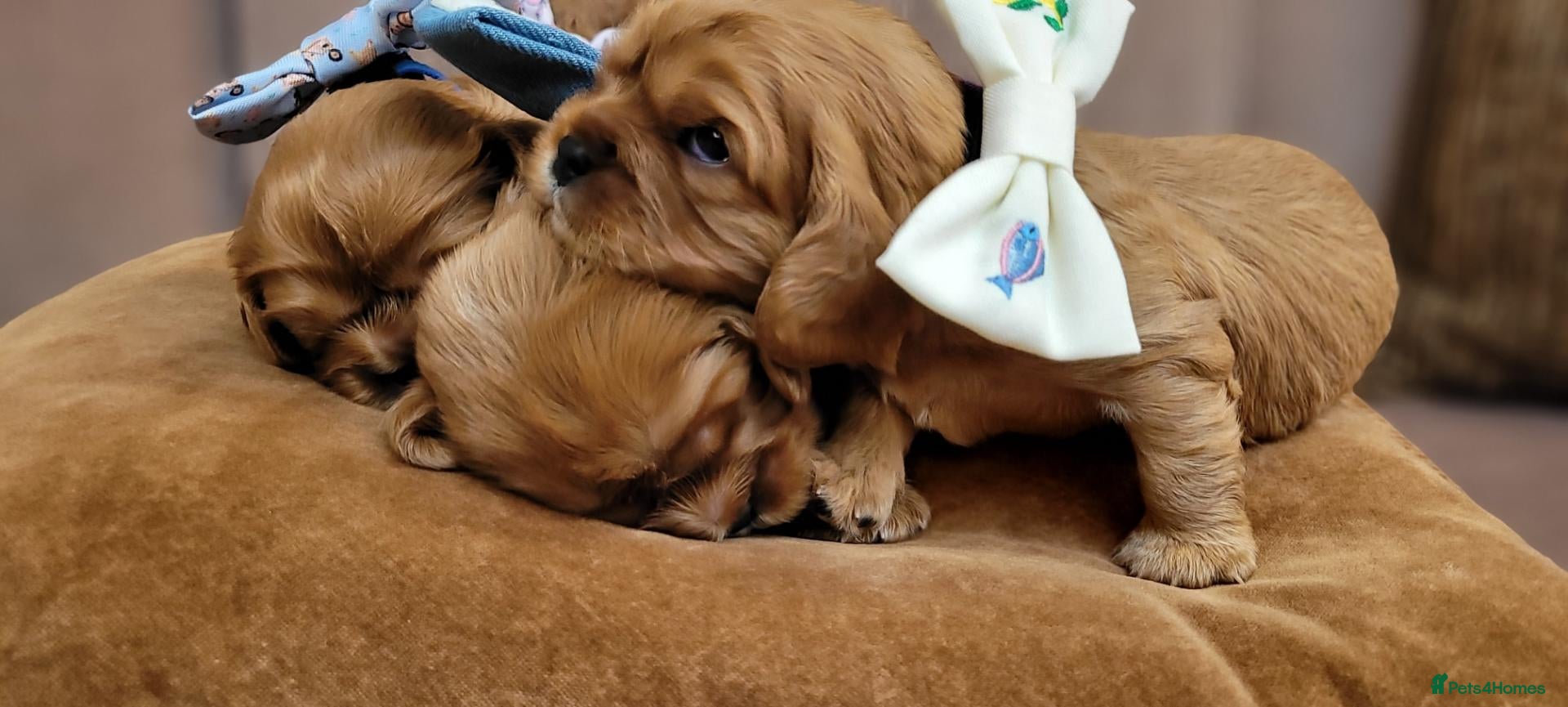 Cavalier King Charles Spaniel dogs StunningPuppiesChampBloodline–HealthTestedParent - Advert 11