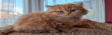 Scottish Kitten 2/ginger girl