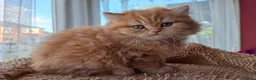 Scottish Fold cats for sale: Beautiful Scottish Straight Kittens for Sale - Advert 9