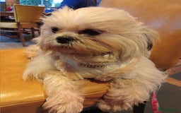 Lhasa Apso dogs for sale: Beautiful lasagne Apso girl - Advert 2