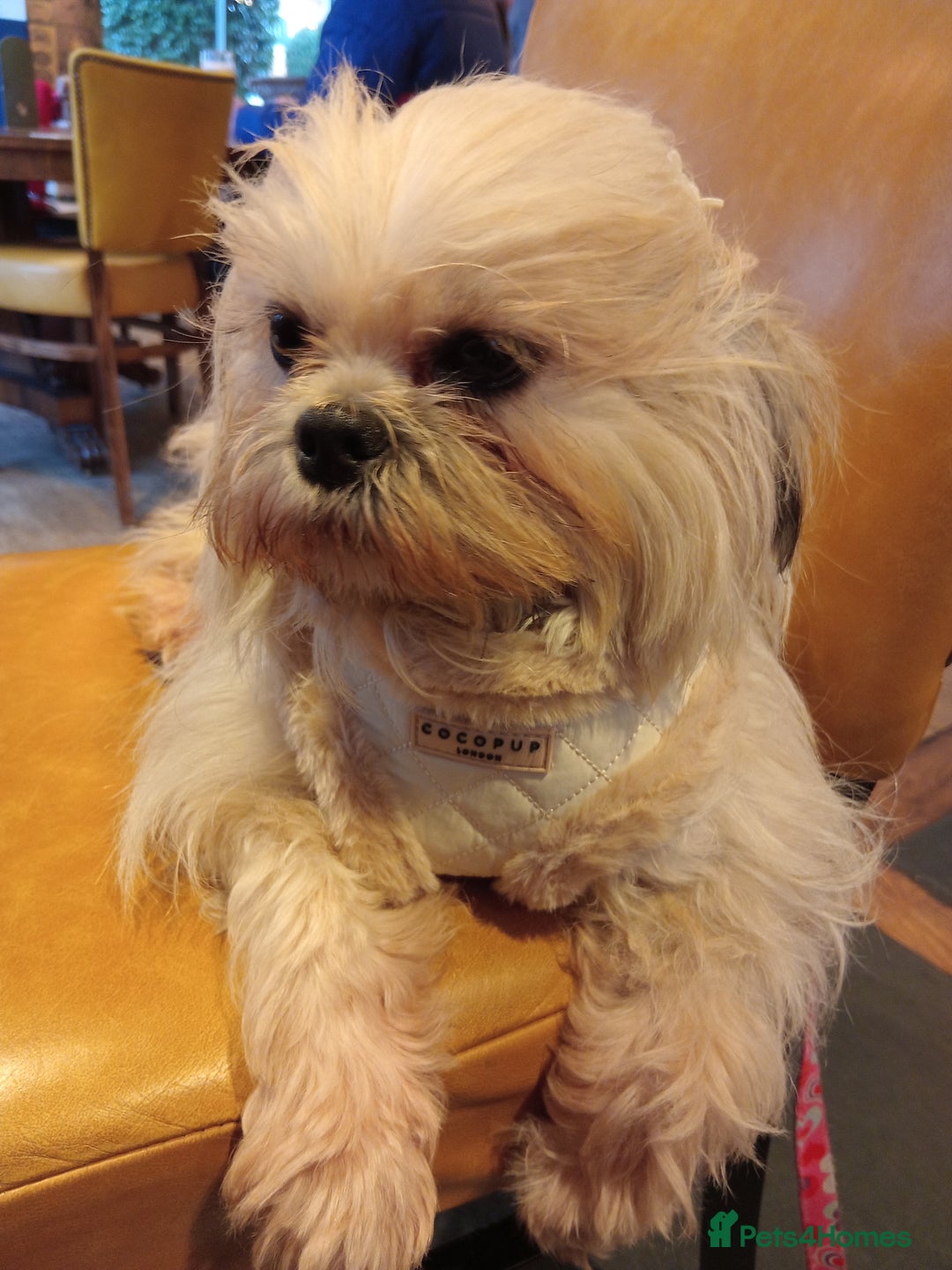 Lhasa Apso dogs for sale: Beautiful lasagne Apso girl - Advert 2
