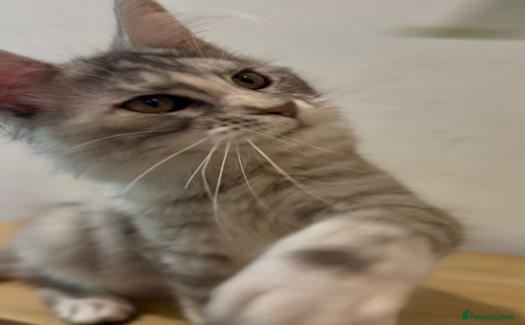 Maine Coon cats - Advert 11