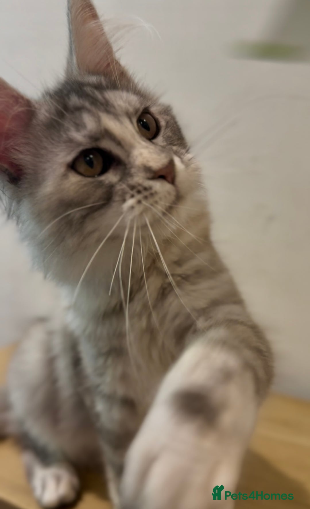 Maine Coon cats for sale: Maine coon kittens•Ready to leave•Fully vaccinated - Image 1