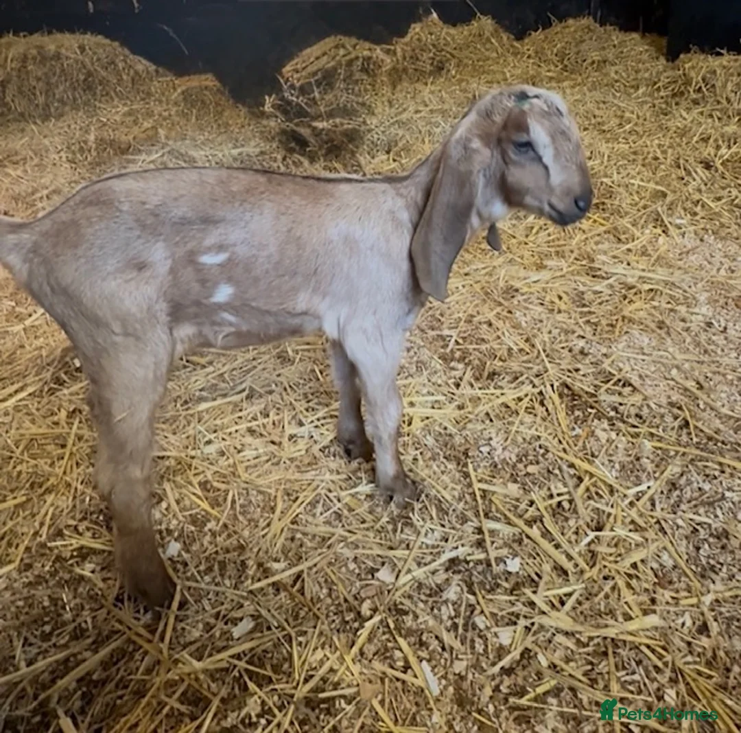 Goats livestock for sale: Nubian Goats - Advert 3