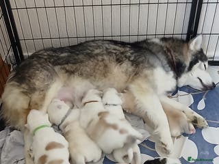 Siberian Husky dogs 7 SIBERIAN HUSKYS READY 12/02/26, 4 BOYS, 3 GIRLS - Advert 4