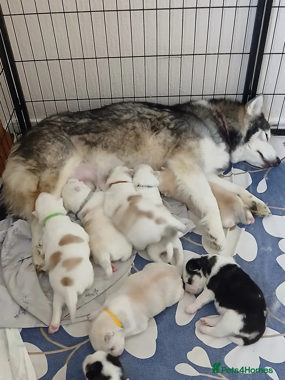 Siberian Husky dogs for sale: 1 SIB HUSKY GIRL LEFT CAN LEAVE 12/02/26 - Advert 1