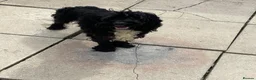 Cavapoo dogs for sale: Lovely Black Cavapoo available - Advert 2