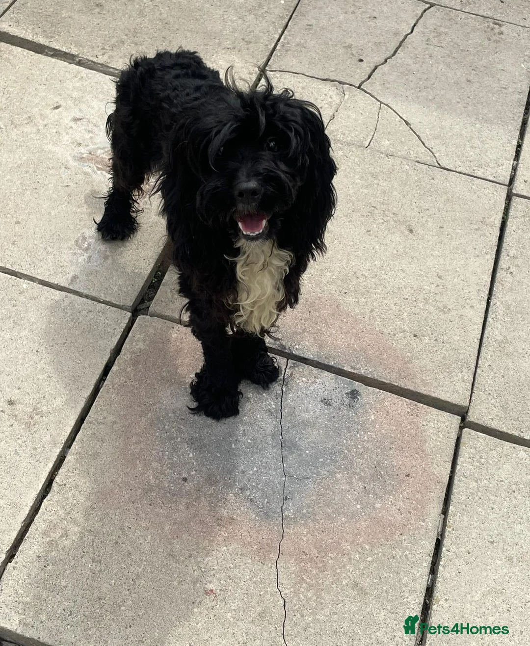 Cavapoo dogs for sale: Lovely Black Cavapoo available - Advert 2