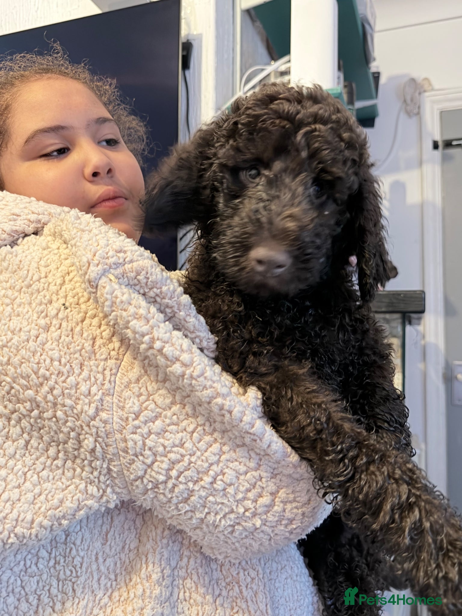 Australian Labradoodle dogs Labradoodle  - Advert 1