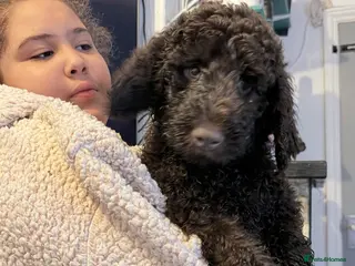 Australian Labradoodle dogs Labradoodle - Advert 1