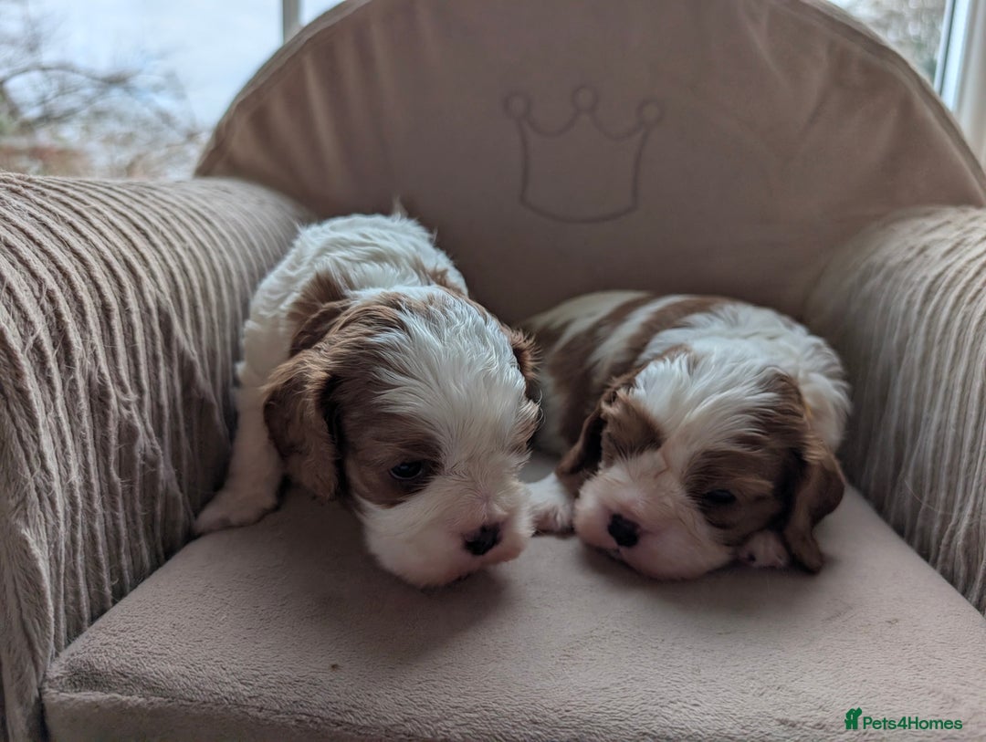 Cavalier King Charles Spaniel dogs for sale: Exquisite KC reg Cavalier King Charles Spaniels - Advert 3