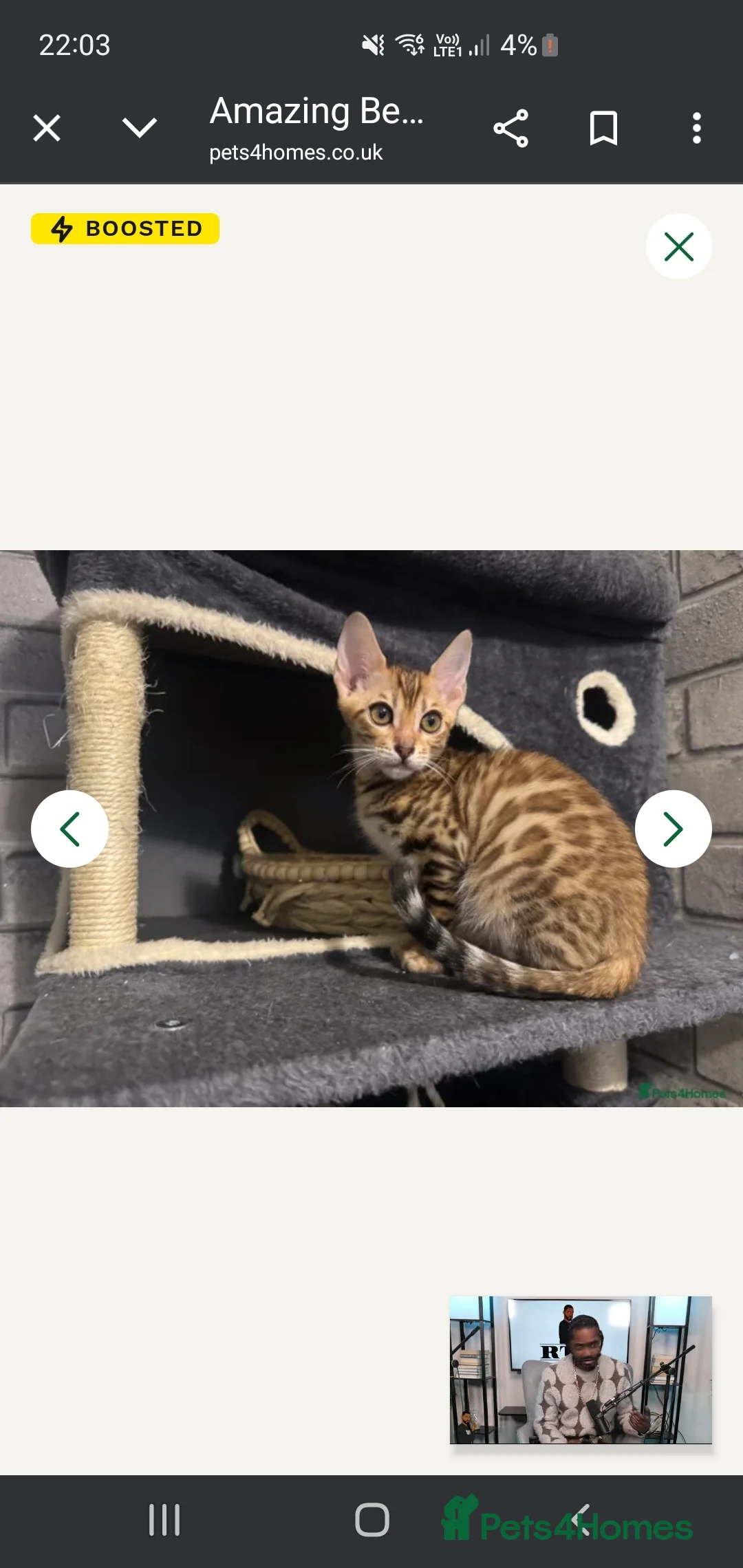 Bengal cats for sale: BEAUTIFUL PEDIGREE BENGAL GIRL! - Advert 2