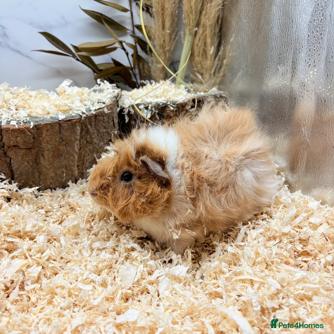 Guinea Pig rodents for sale: Multiple Baby Boy Guinea Pigs for sale  - Advert 5
