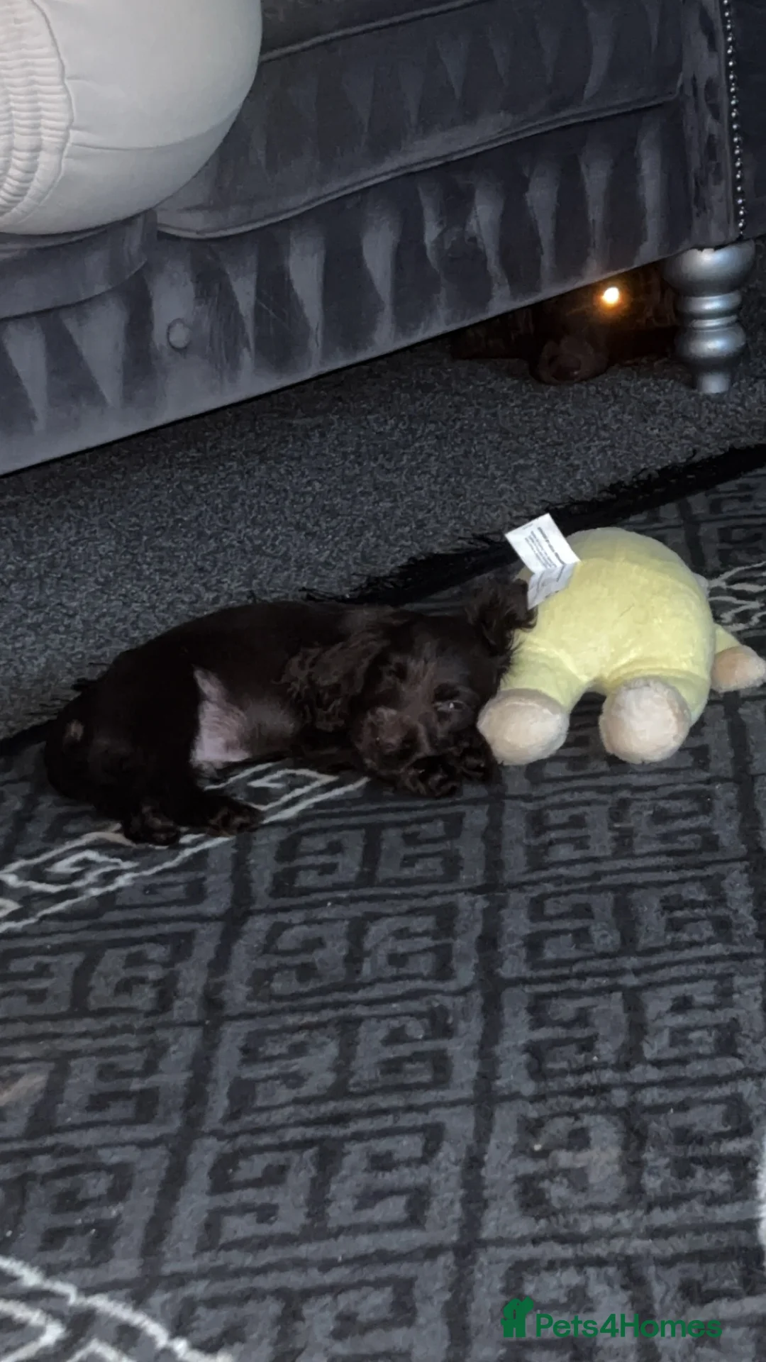 Cocker Spaniel dogs for sale: 3 beautiful cocker spaniel puppy’s  - Advert 11