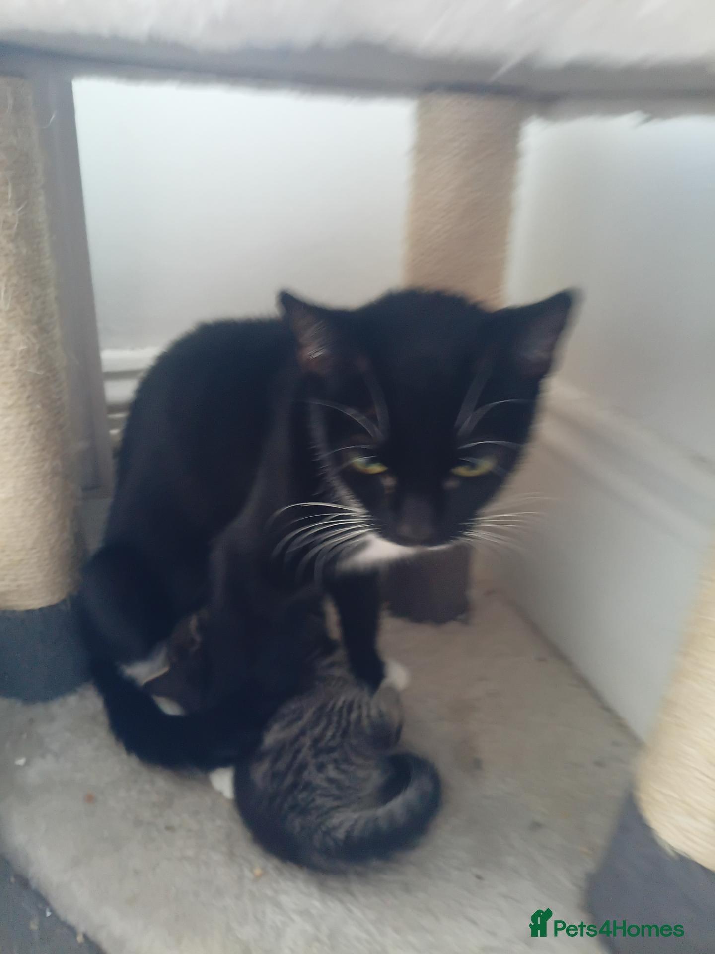 Mixed Breed cats for sale: 2 kittens one black male one black and white fem - Advert 14