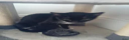 Mixed Breed cats for sale: 2 kittens one black male one black and white fem - Advert 1