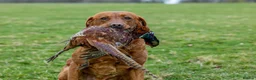Labrador Retriever dogs for stud: Fox red labrador for stud- Fully health tested in Leyburn - Advert 13