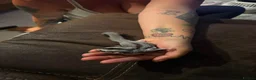 Sugar Glider rodents for sale: Female sugar glider  in Thatcham - Advert 1