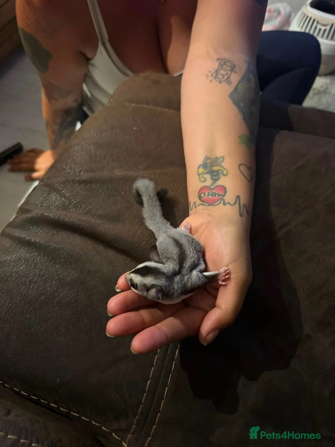 Sugar Glider rodents for sale: Female sugar glider  in Thatcham - Advert 1