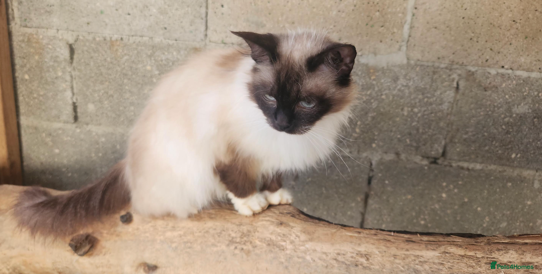 Ragdoll cats for sale: PURE BREED RAGDOLL KITTERNS - Image 15
