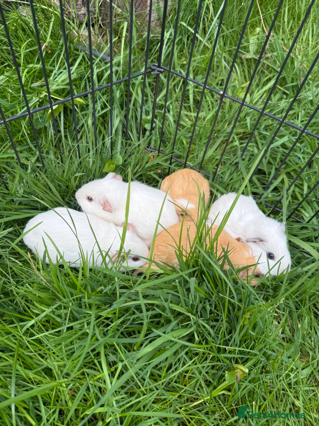 Guinea Pig rodents for sale: Male and Female Guinea pigs for sale  - Advert 2