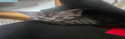 Mixed Breed cats for sale: Beautiful kittens  - Advert 4