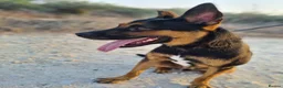 Mixed Breed dogs for adoption: Lucio deserves the chance to thrive  - Advert 5