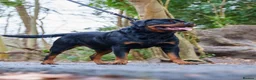 Rottweiler dogs for stud: KC Registered Health Tested Rottweiler Stud - Advert 3