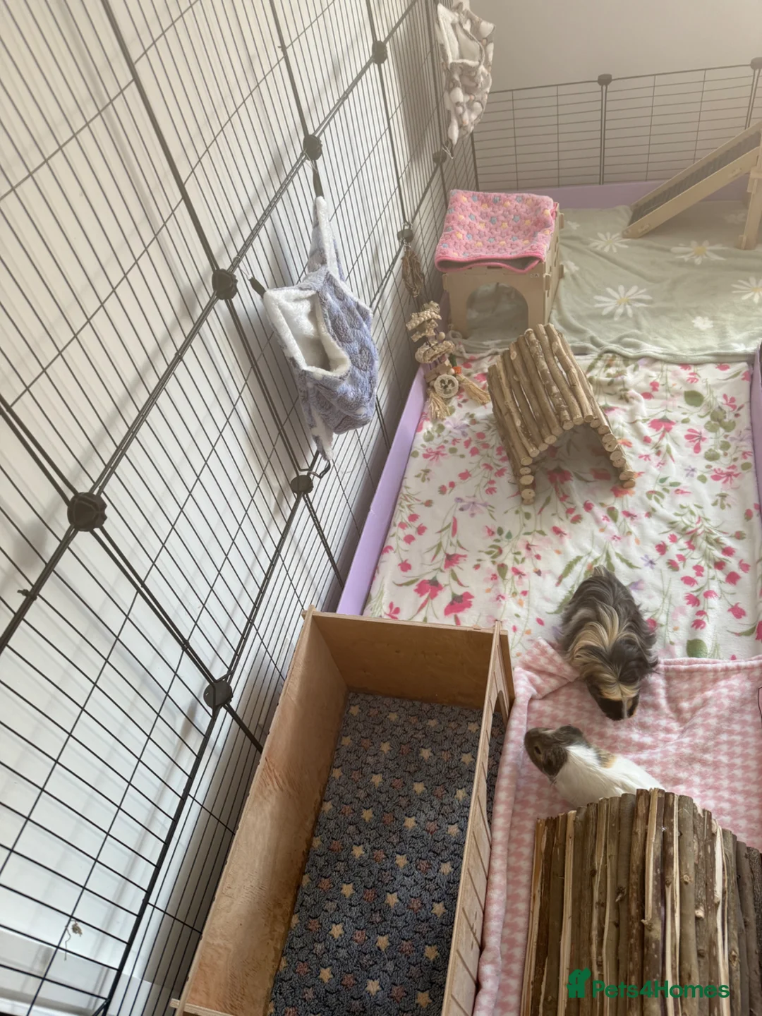 Guinea Pig rodents for sale: 2 Beautiful Guinea Pigs + Luxury Full Setup in Preston - Advert 14