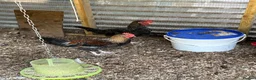 Chickens poultry for sale: Point of Lay and Laying Chickens - Advert 8